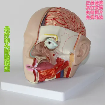 модель прикрепленной к голове мозговой артерии анатомическая модель мозга носовая полость глоточный зрительный нерв модель мозга