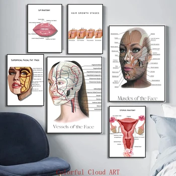 Подробное описание анатомии женского лица, мышц и физиологии, мышц, сосудов, жировых подушечек, кожных наполнителей, плакат 